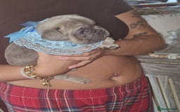 French Bulldog dogs for sale: French bulldog puppie blue male - Image 4