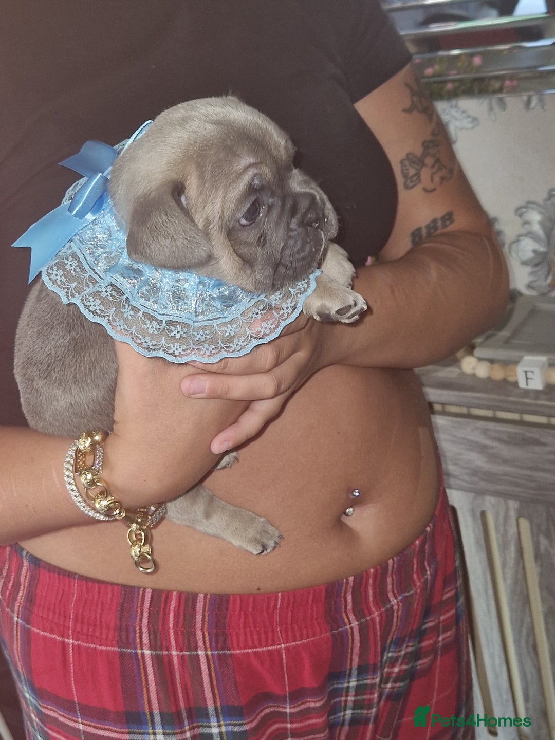 French Bulldog dogs for sale: French bulldog puppie blue male - Image 4