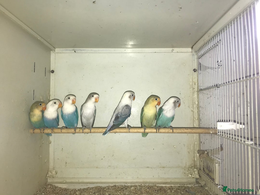 Lovebirds birds for sale: Fischer’s lovebirds  - Image 2