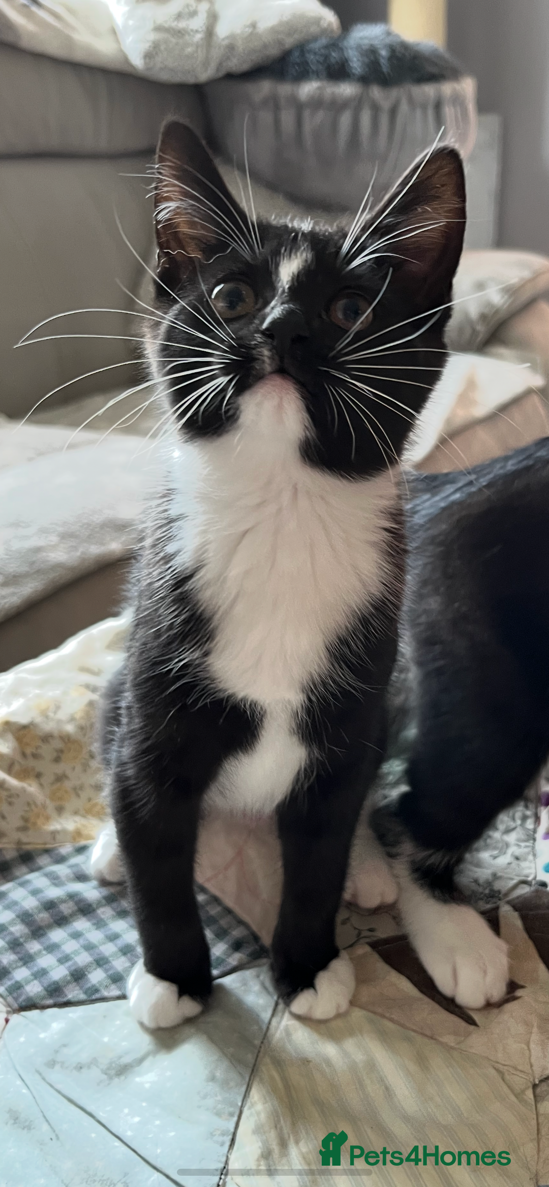 Mixed Breed cats for sale: 6 months old kitten  - Advert 6