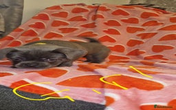 Frug dogs for sale: 6 beautiful frug puppies.  - Image 29