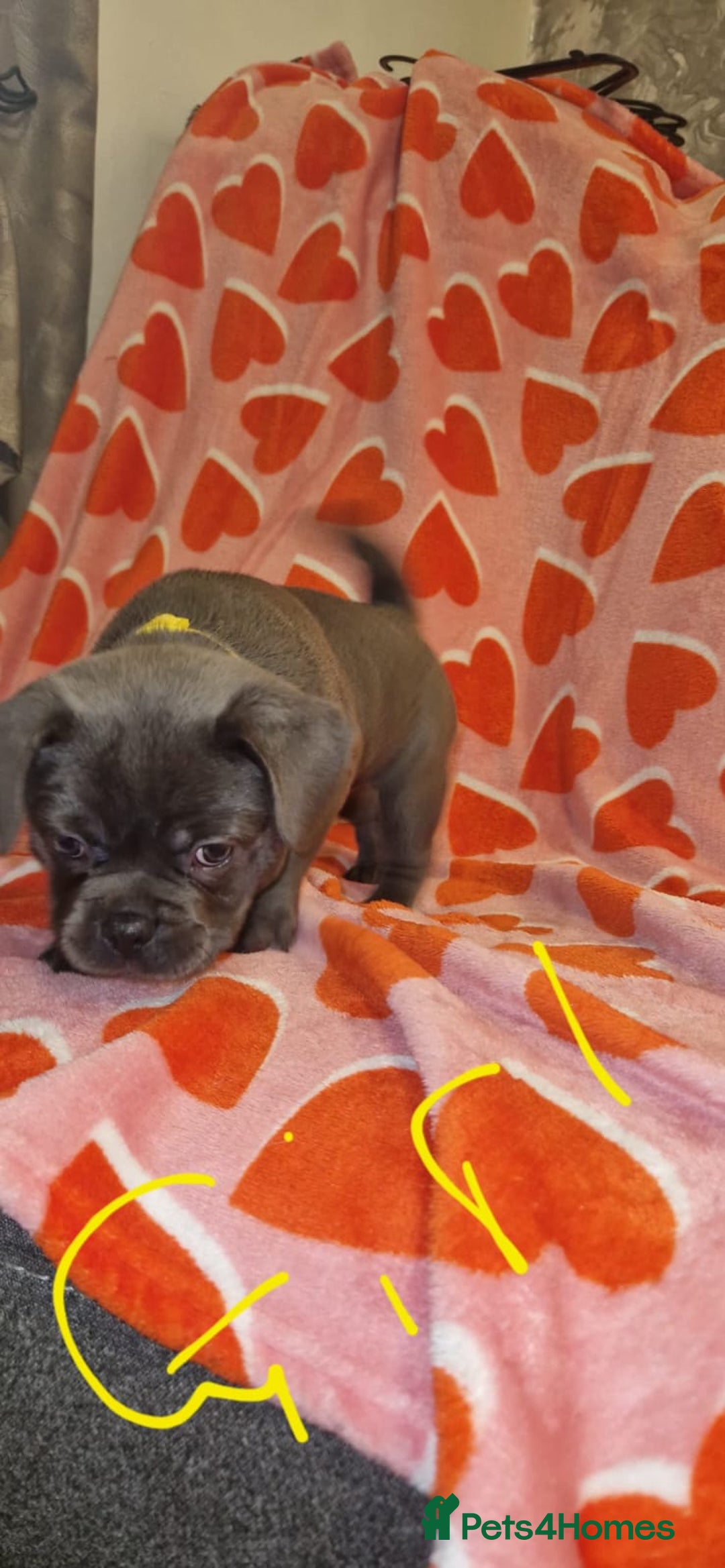 Frug dogs for sale: 6 beautiful frug puppies.  - Image 29