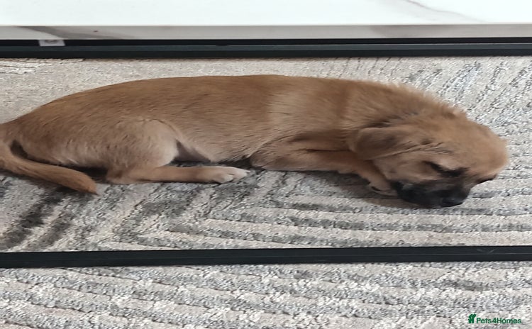 Chorkie dogs - Advert 5