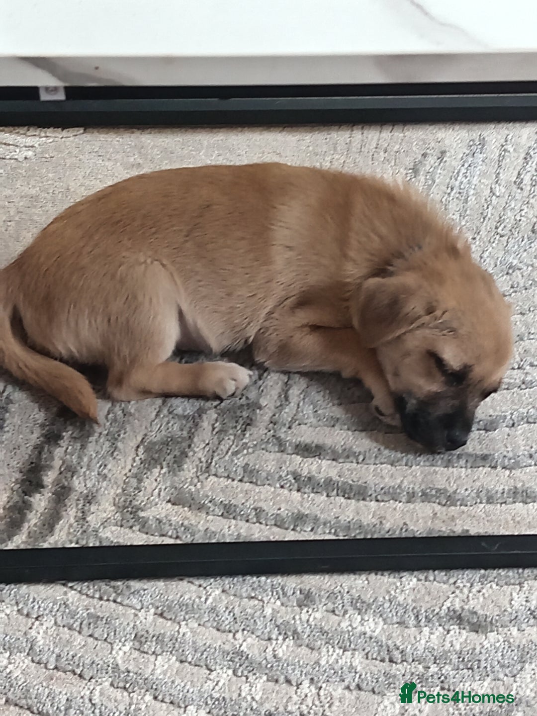 Chorkie dogs for sale: Puppy  - Image 1