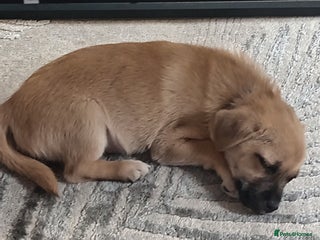 Chorkie dogs for sale - Advert 1