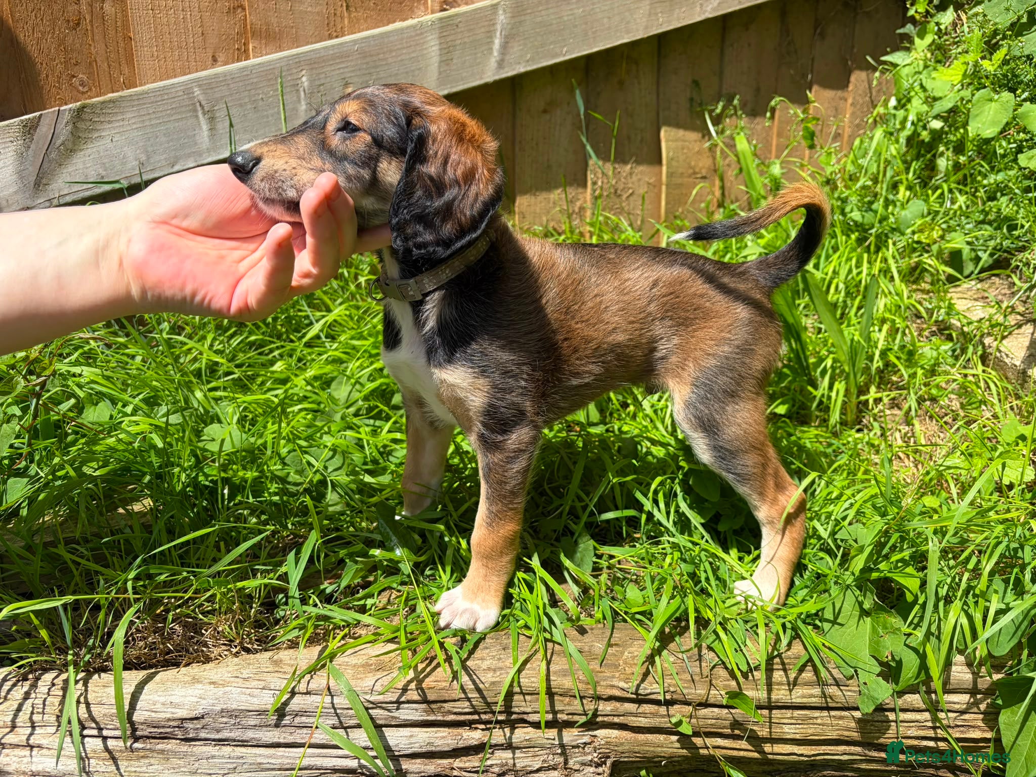 Saluki dogs Beautiful Saluki pups from champion lines - Advert 2