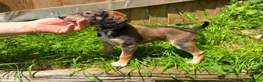 Saluki Puppy 3