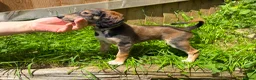 Saluki dogs for sale: Beautiful Saluki pups from champion lines - Advert 2