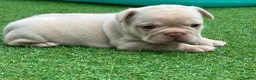 French Bulldog dogs for sale: Stunning French Bulldog Puppies in Norwich - Advert 8