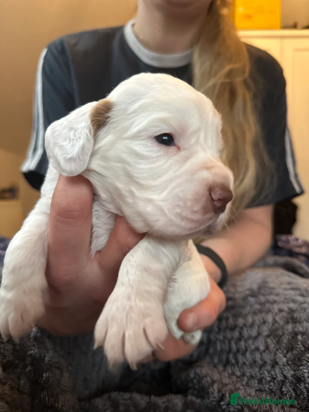 Cocker Spaniel dogs for sale: Working cocker spaniel puppies for sale in Ewhurst - Advert 13