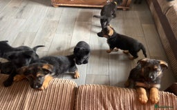 German Shepherd dogs for sale: German Shepherd puppies - Image 1