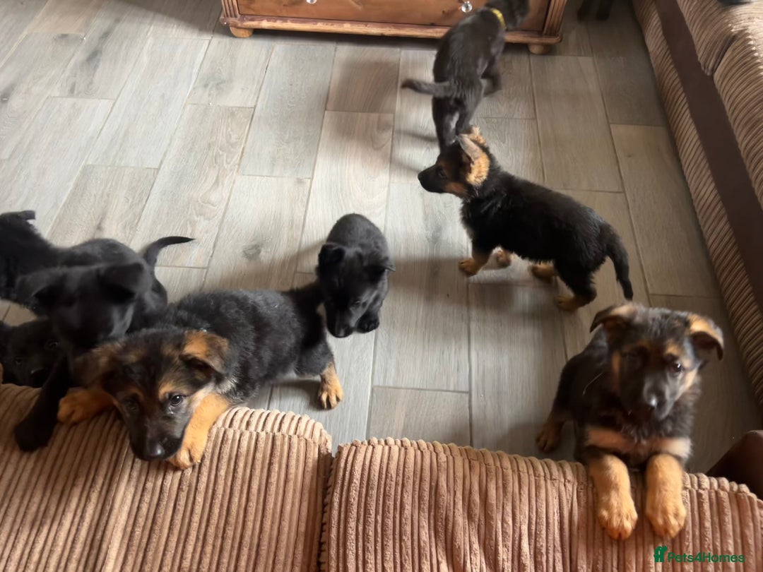 German Shepherd dogs for sale: German Shepherd puppies - Image 1
