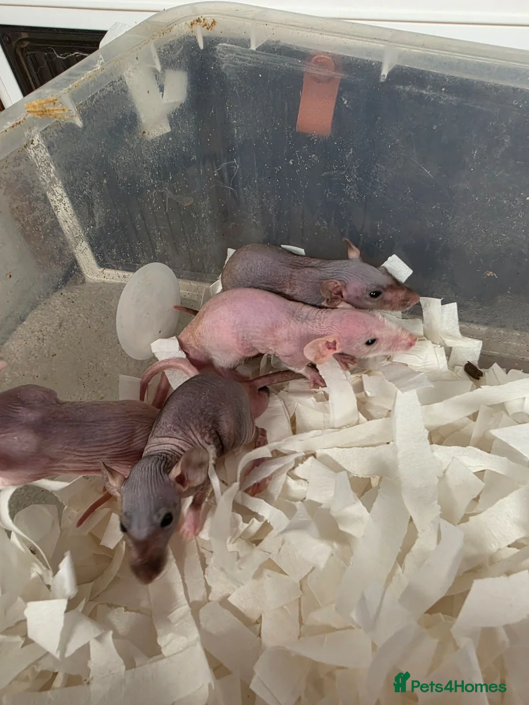 Rat rodents for sale: Dwarf Naked Rats in Witham - Advert 2