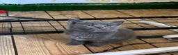 British Shorthair cats for sale: 3 beautiful kittens - Advert 9