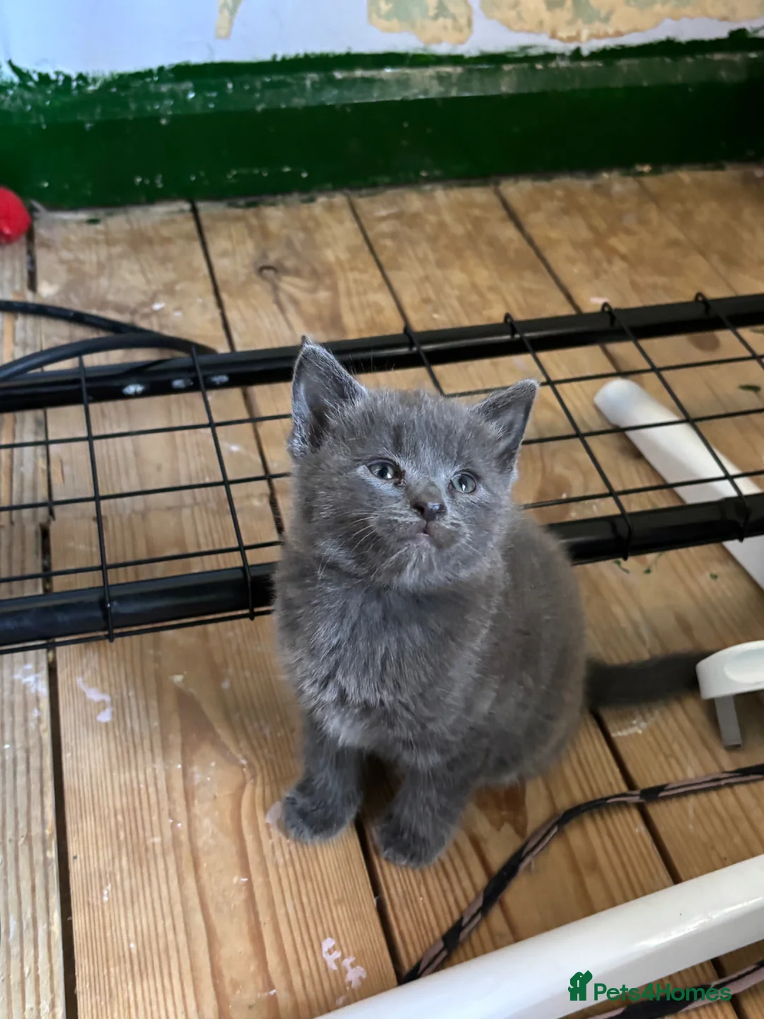 British Shorthair cats for sale: 3 beautiful kittens - Advert 9