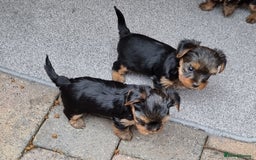 Yorkshire Terrier dogs for sale: Tiny Yorkie Treasures – 1 Boy &2 Girls Ready to go - Image 4