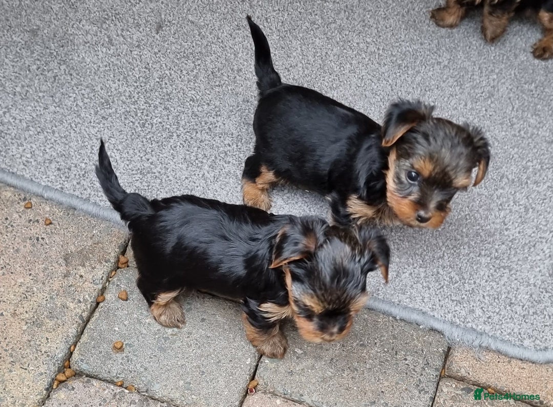 Yorkshire Terrier dogs for sale: Tiny Yorkie Treasures – 1 Boy &2 Girls Ready to go - Image 4
