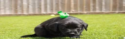 Labrador Retriever dogs for sale: KC registered stunning black labradors  in Heywood - Advert 11