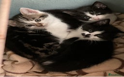 Mixed Breed cats for sale: Kittens - £25- Mid Wales - Image 10