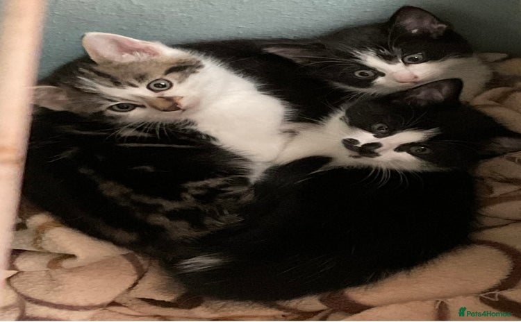Mixed Breed cats for sale - Advert 1