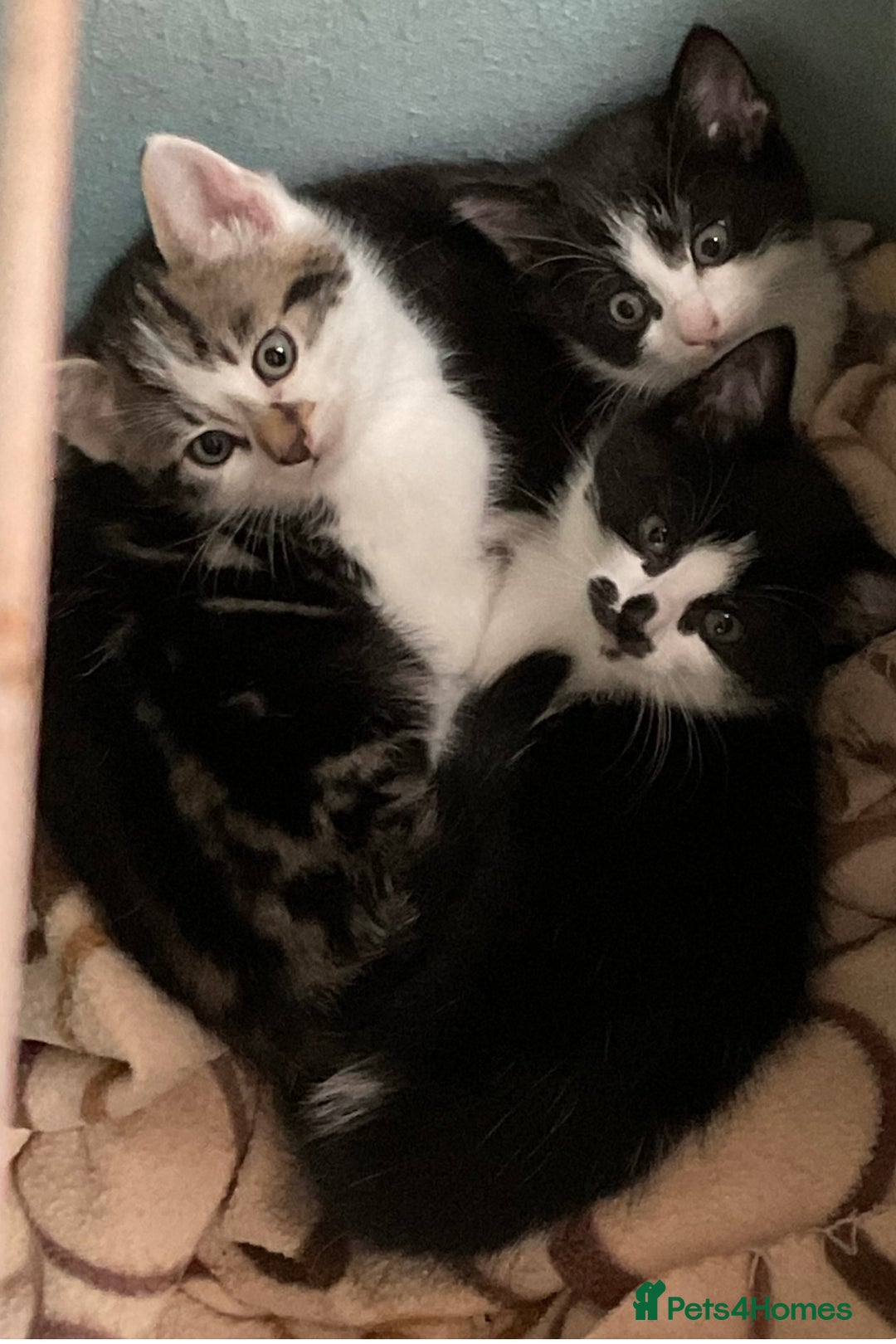 Mixed Breed cats for sale: Kittens - £25- Mid Wales - Image 10