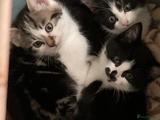 Mixed Breed cats - Advert 27