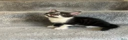 Mixed Breed cats for sale: Loving kittens looking for new family - Advert 3
