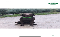 Labrador Retriever dogs for sale: Stunning kc silver Labradors  - Image 25