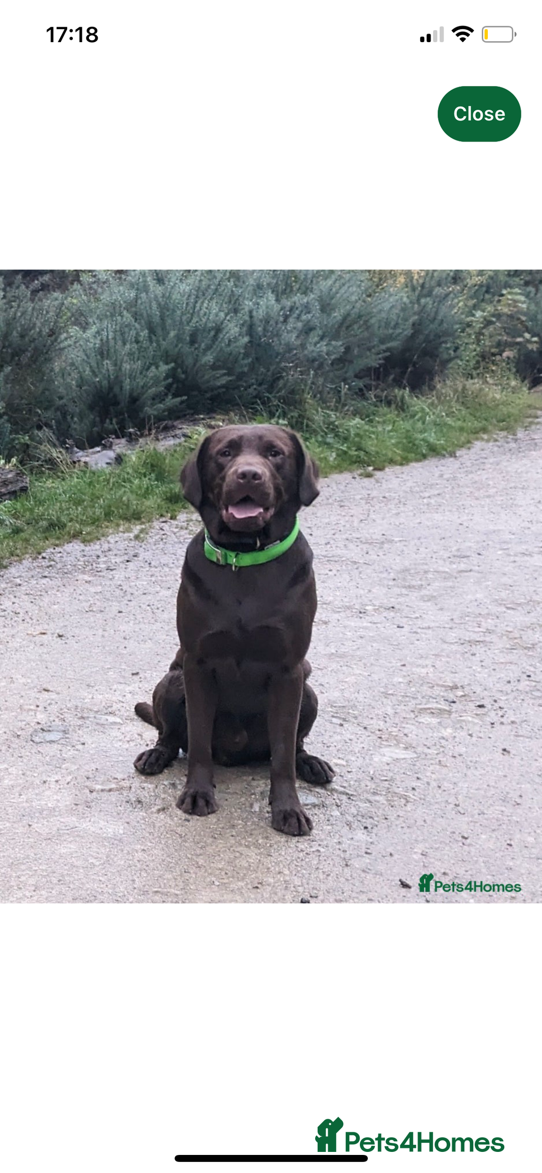 Labrador Retriever dogs for sale: Stunning kc silver Labradors  - Image 25