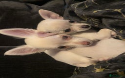 Chihuahua dogs for sale: Chihuahua pups, last of litter  - Advert 2