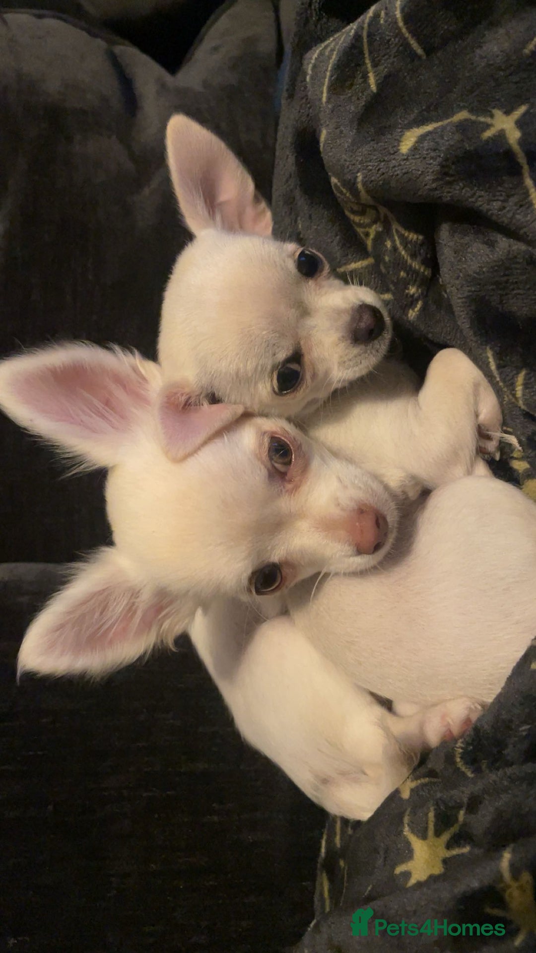 Chihuahua dogs for sale: Chihuahua pups, last of litter  - Advert 2