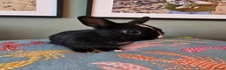 Netherland Dwarf rabbits for sale: Exceptional Netherland Dwarf, extremely tame - Advert 8
