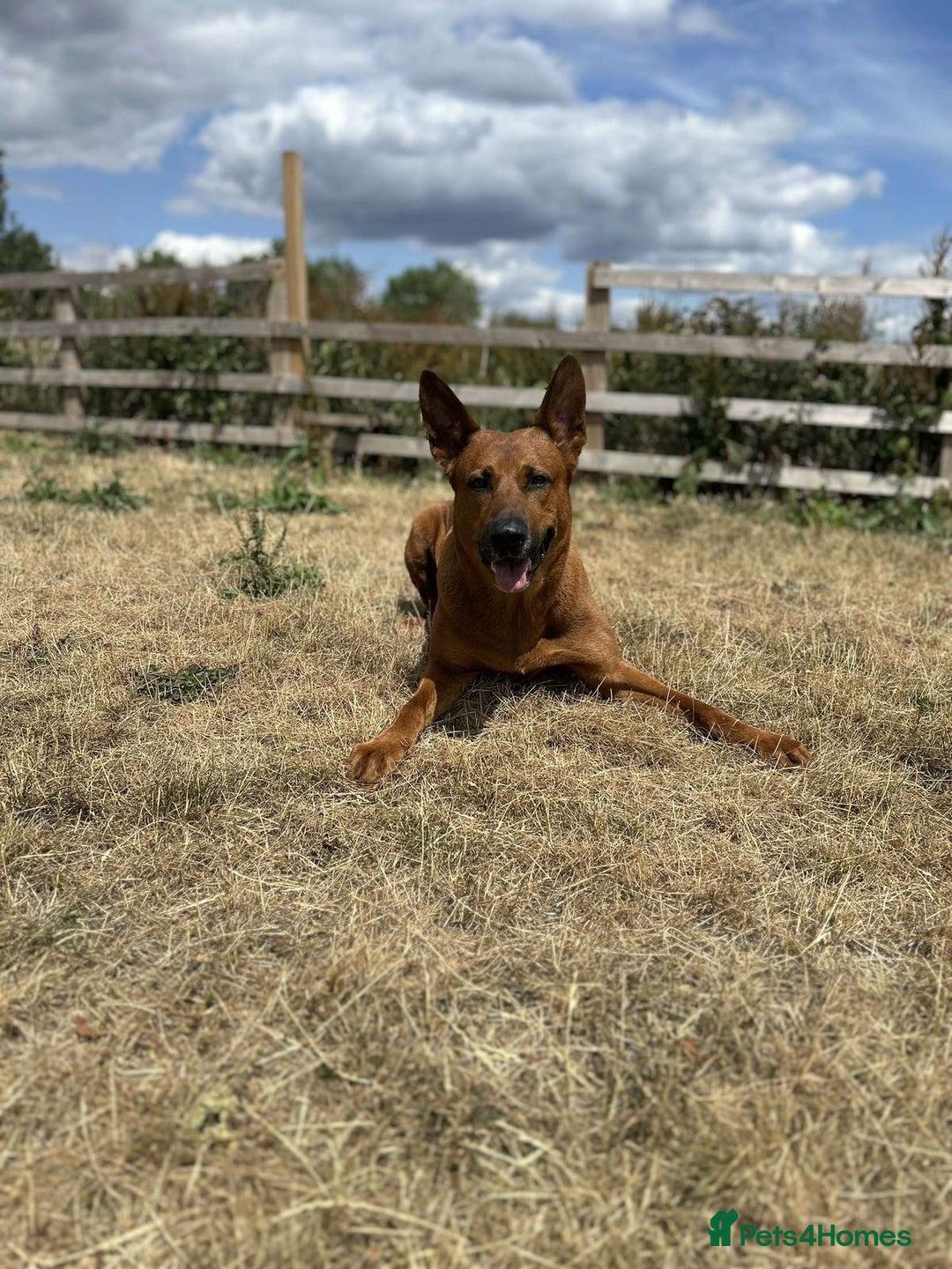 Belgian Shepherd Dog dogs for sale: Litter  - Image 27