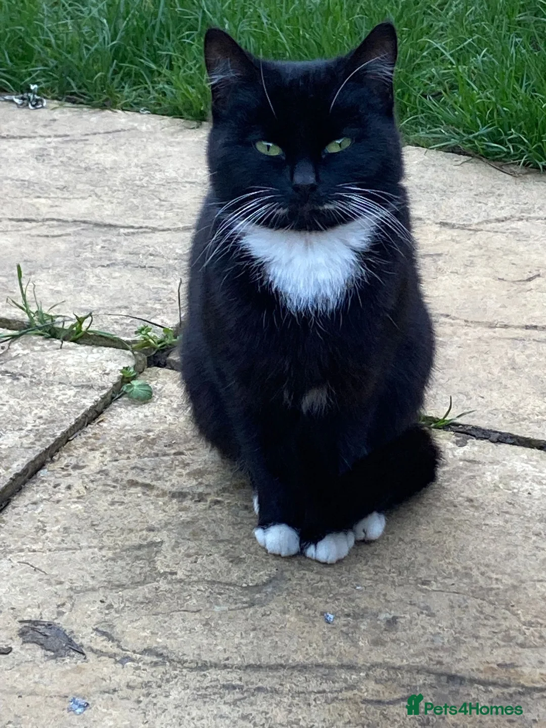 Mixed Breed cats for sale: Beautiful Black & White Kitten Female - Advert 1