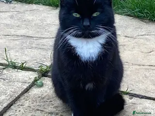 Mixed Breed cats Beautiful Black & White Kitten Female - Advert 8