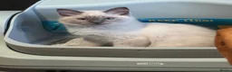 Ragdoll cats for sale: First litter  - Advert 8
