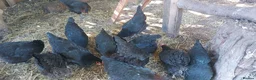 Hens poultry for sale: Pol Pure Breed Copper Marans - Advert 3