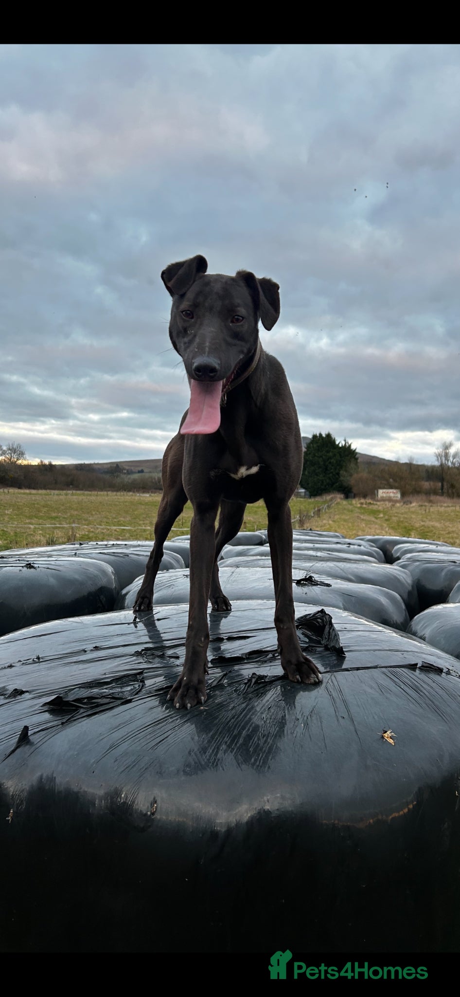 Lurcher dogs Bull greyhound  - Advert 3