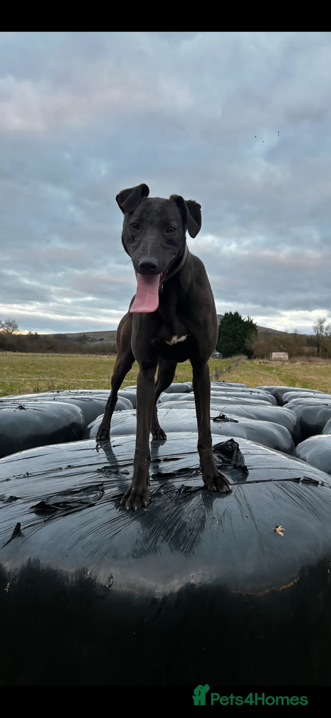 Lurcher dogs for sale: Bull greyhound  in Ludlow - Advert 1