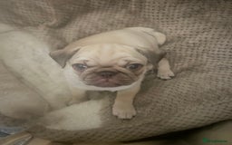 Pug dogs for sale: Pug puppy for sale - Image 3
