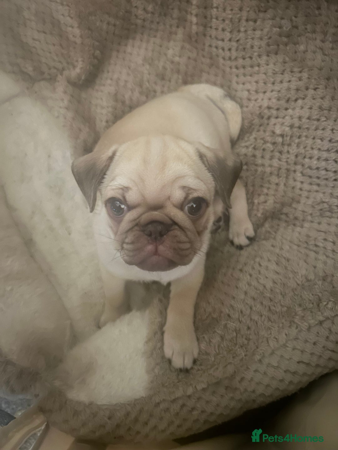 Pug dogs for sale: Pug puppy for sale - Image 3