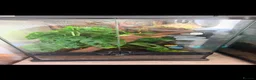 Gecko reptiles for sale: Crested gecko babies  - Advert 12