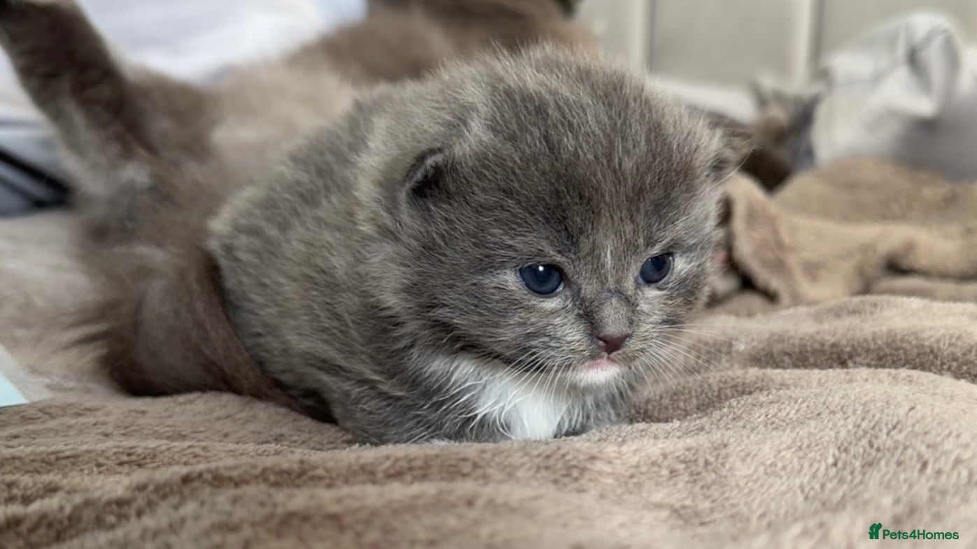 Ragdoll cats British longhair x ragdoll kittens✨ - Advert 1