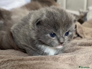 Ragdoll cats British longhair x ragdoll kittens✨ - Advert 13