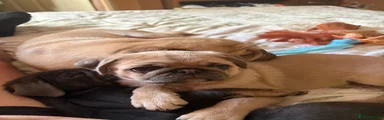 Pug 1