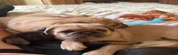 Pug dogs for sale: Pug boy  - Advert 3
