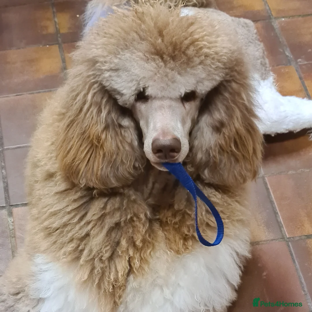 Standard Poodle dogs for stud: 3 Standard poodles for stud in Wirral - Advert 5