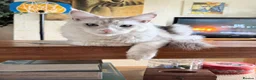 Maine Coon cats for sale: Shaded blue eyes boy - Advert 2
