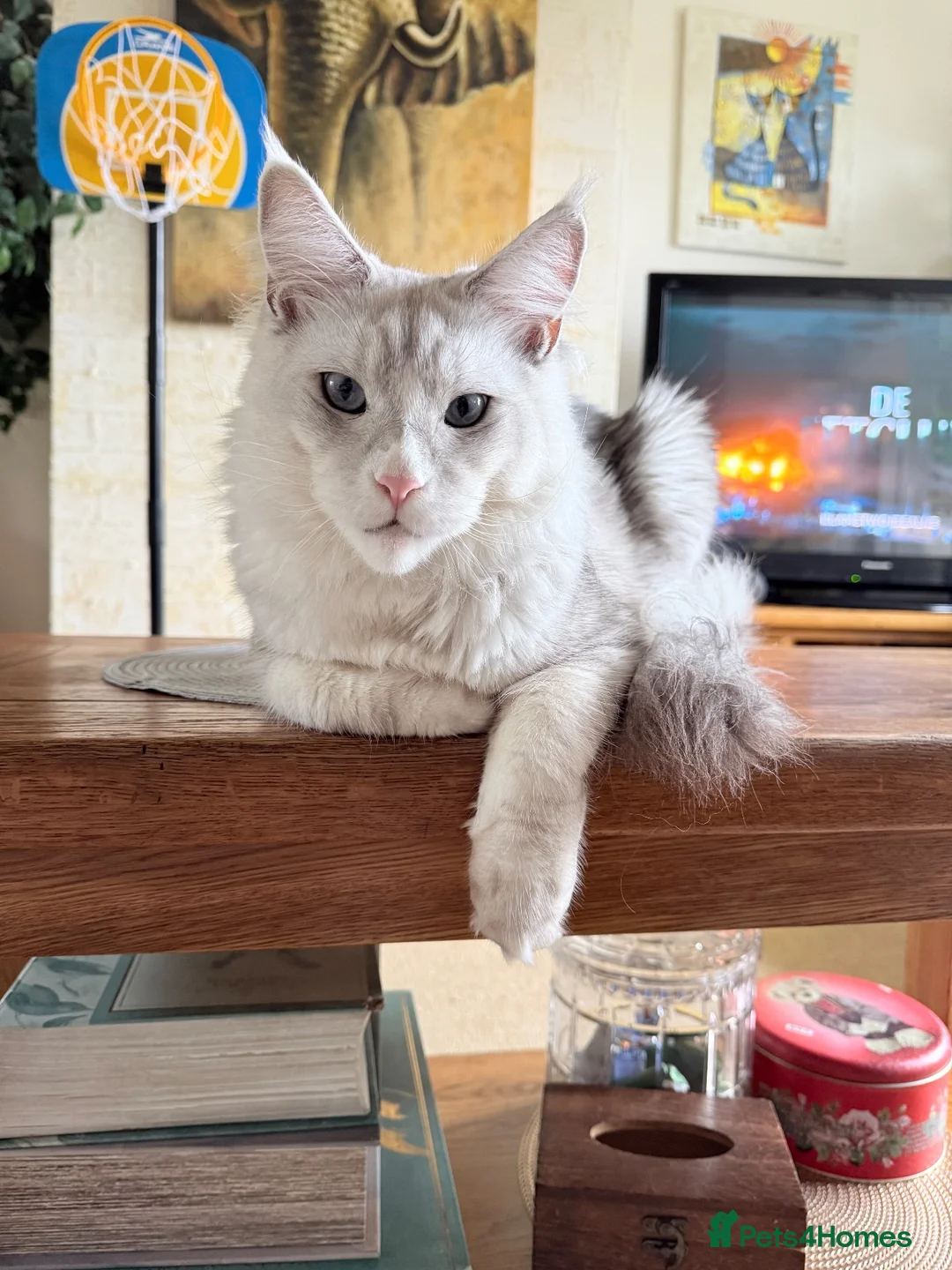 Maine Coon cats for sale: Shaded blue eyes boy - Advert 2
