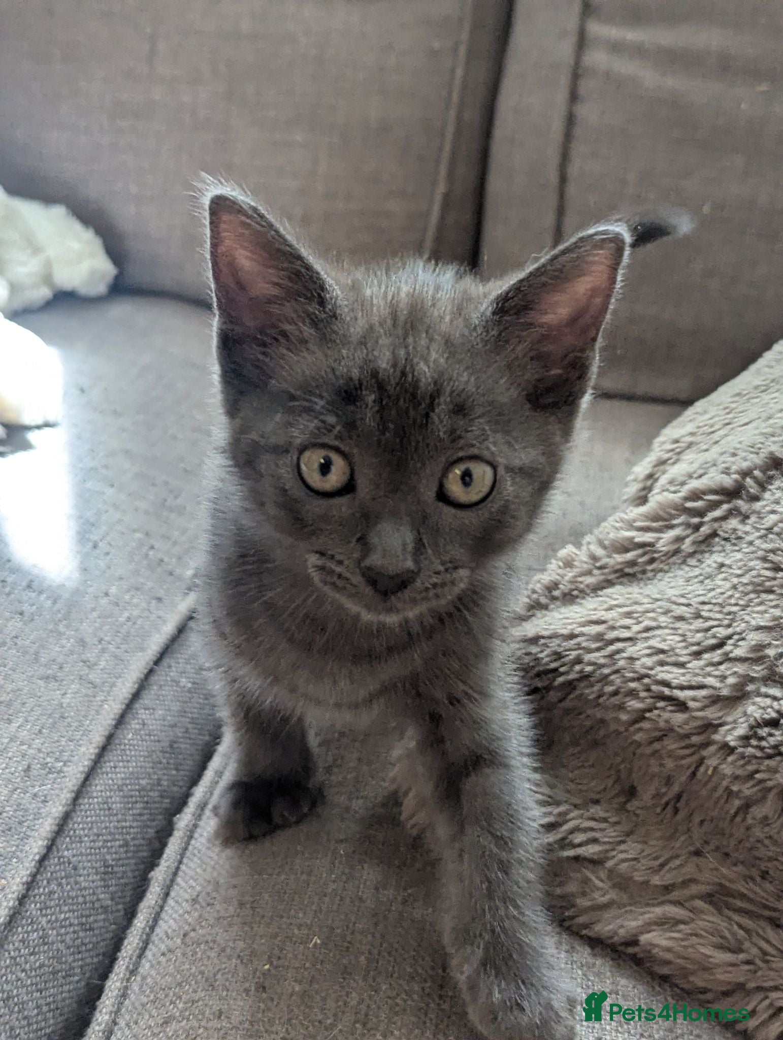 Mixed Breed cats 3 beautiful kittens remaining  - Advert 1